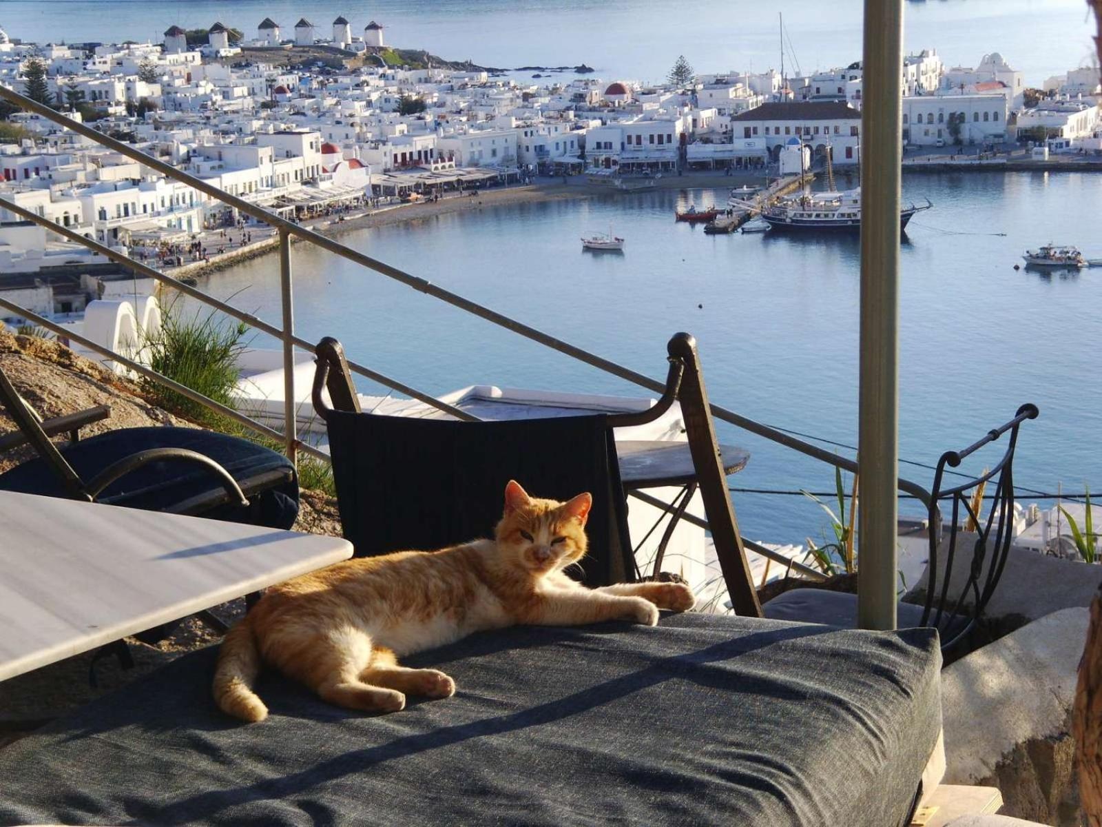 Anemones Sea View Mykonos Town Quarto foto